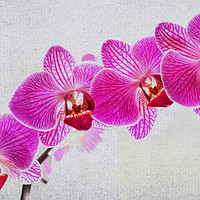 Buy canvas prints of Orchids! by Nadeesha Jayamanne