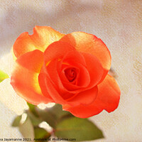 Buy canvas prints of Rose! by Nadeesha Jayamanne