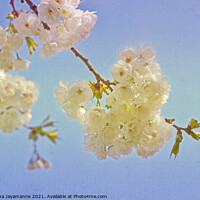 Buy canvas prints of Cherry Blossoms! by Nadeesha Jayamanne