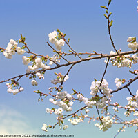 Buy canvas prints of Cherry blossoms! by Nadeesha Jayamanne