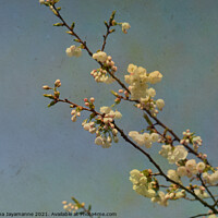 Buy canvas prints of Cherry blossoms! by Nadeesha Jayamanne