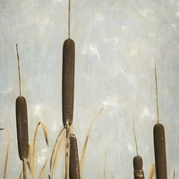 Buy canvas prints of Rushes by Jon Mills