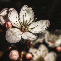 Buy canvas prints of Blossoms by Jon Mills