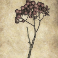 Buy canvas prints of Twiggy Berries by Jon Mills