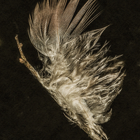 Buy canvas prints of Feather macro by Jon Mills