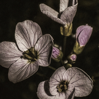 Buy canvas prints of Purple flowers by Jon Mills