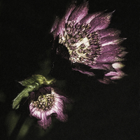 Buy canvas prints of Purple petals by Jon Mills