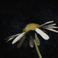 Buy canvas prints of  Daisy in the Dark by Jon Mills