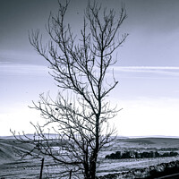 Buy canvas prints of Tree by Colin Keown