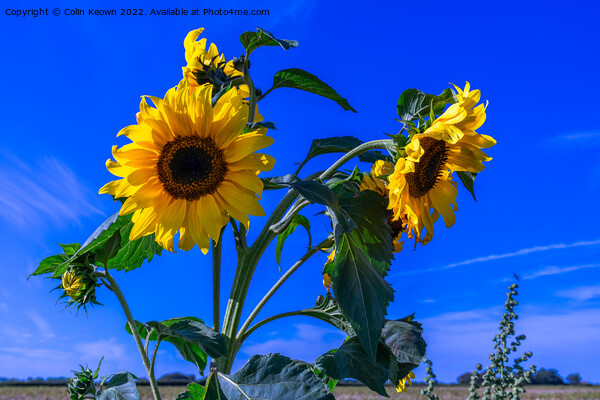 Wild Sunflowers Picture Board by Colin Keown