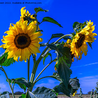 Buy canvas prints of Wild Sunflowers by Colin Keown