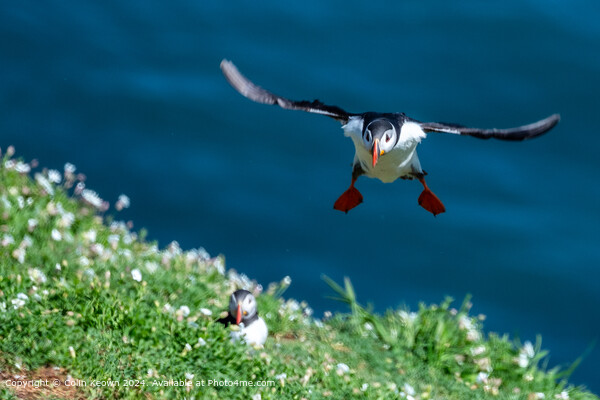 Atlantic Puffin landing on Skomer Island Picture Board by Colin Keown