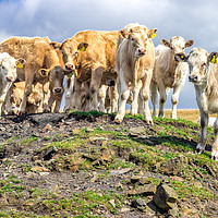 Buy canvas prints of Curious Cows, on a hill! by Colin Keown