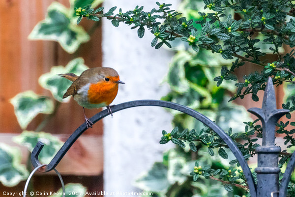 Spring Robin Picture Board by Colin Keown