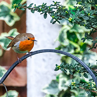 Buy canvas prints of Spring Robin by Colin Keown