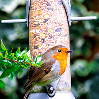 Buy canvas prints of Robin by Colin Keown