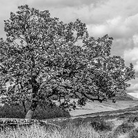 Buy canvas prints of Goyt Valley Mono by Colin Keown
