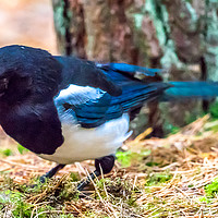 Buy canvas prints of Magpie by Colin Keown