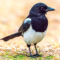 Buy canvas prints of Magpie by Colin Keown