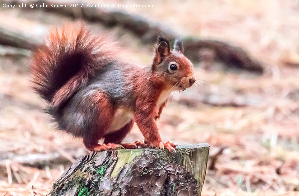 Red Squirrel Picture Board by Colin Keown
