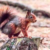 Buy canvas prints of Red Squirrel by Colin Keown