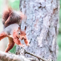 Buy canvas prints of Red Squirrel by Colin Keown