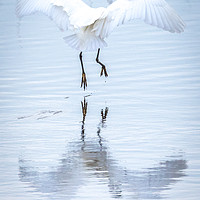 Buy canvas prints of Little Egret by Colin Keown