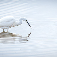 Buy canvas prints of Egret Fishing by Colin Keown