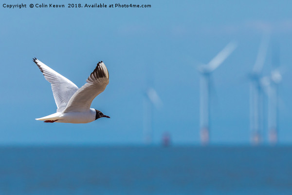 Black Headed Gull Picture Board by Colin Keown