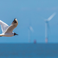 Buy canvas prints of Black Headed Gull by Colin Keown
