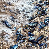 Buy canvas prints of SEA SHELLS by Colin Keown