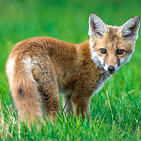 Buy canvas prints of Startled Fox by Colin Keown