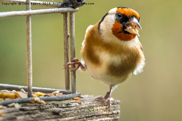 Goldfinch Picture Board by Colin Keown