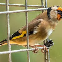 Buy canvas prints of Goldfinch by Colin Keown