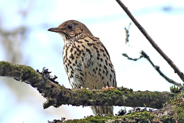 Song Thrush Picture Board by Bryan 4Pics