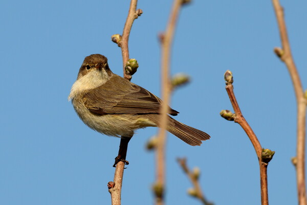 Whitethroat, Curruca communis Picture Board by Bryan 4Pics