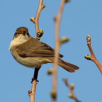 Buy canvas prints of Whitethroat, Curruca communis by Bryan 4Pics