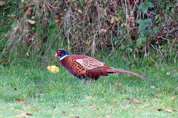 Pheasant, common or ring-necked Picture Board by Bryan 4Pics