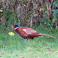 Buy canvas prints of Pheasant, common or ring-necked by Bryan 4Pics
