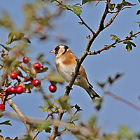 Buy canvas prints of Goldfinch, Cardeulis Cardeulis by Bryan 4Pics