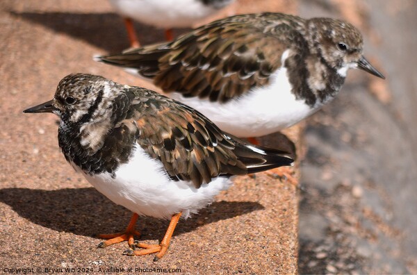 Turnstone birds Picture Board by Bryan 4Pics