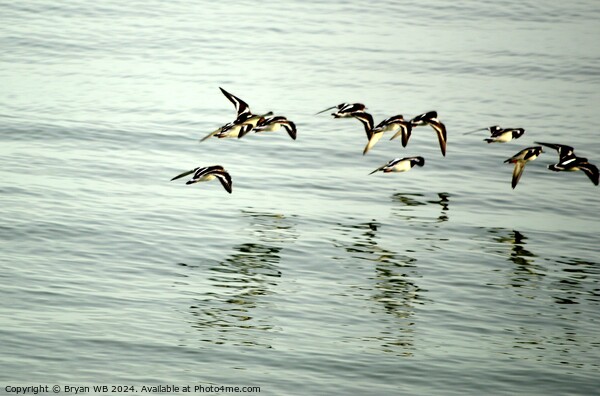 Turnstones in Flight Picture Board by Bryan 4Pics