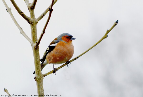 Chaffinch Picture Board by Bryan 4Pics