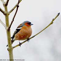 Buy canvas prints of Chaffinch by Bryan 4Pics