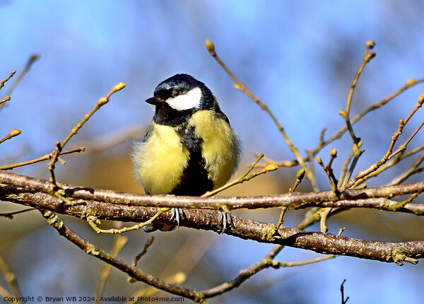 Great Tit in Tree Picture Board by Bryan 4Pics