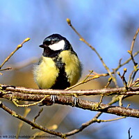 Buy canvas prints of Great Tit in Tree by Bryan 4Pics