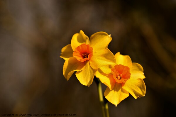 Narcissus Red Devon Picture Board by Bryan 4Pics