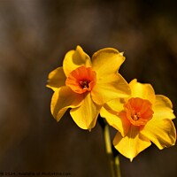 Buy canvas prints of Narcissus Red Devon by Bryan 4Pics