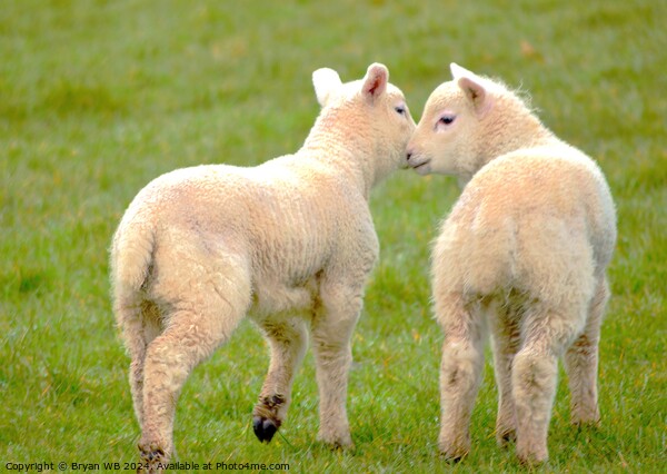 Pair of Spring Lambs Picture Board by Bryan 4Pics