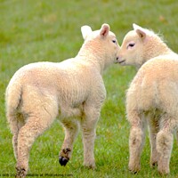 Buy canvas prints of Pair of Spring Lambs by Bryan 4Pics